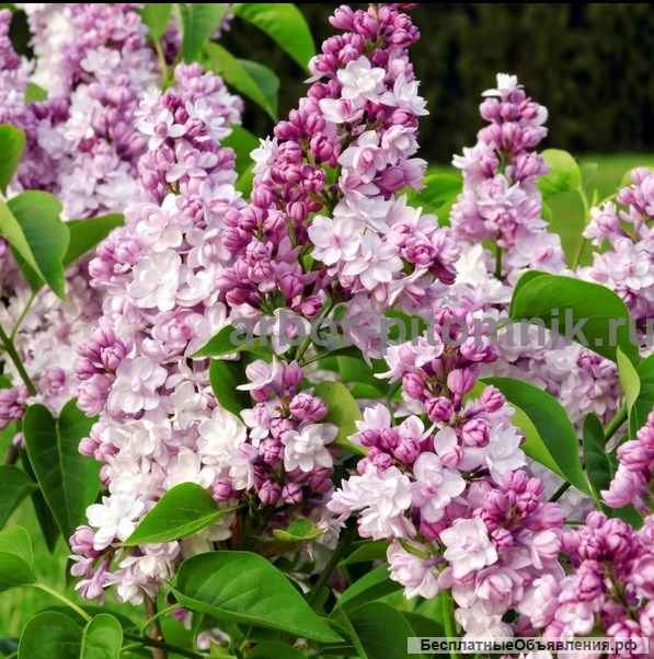 Саженцы сирени из питомника, каталог с сортами в интернет магазине