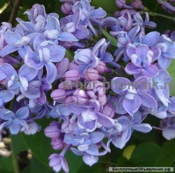 Саженцы сирени из питомника, каталог с сортами в интернет магазине