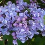 Саженцы сирени из питомника, каталог с сортами в интернет магазине