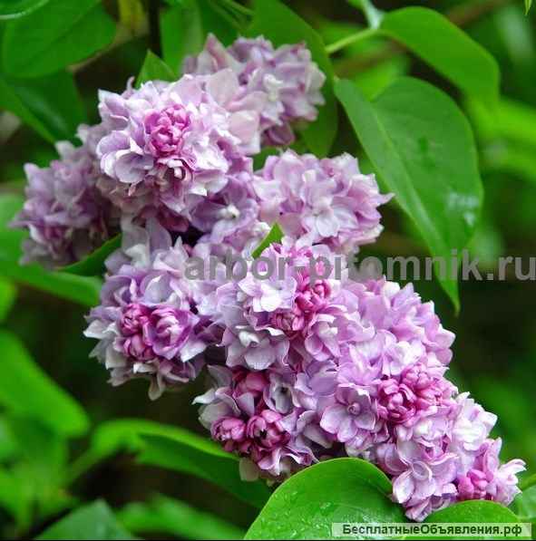 Саженцы сирени из питомника, каталог с сортами в интернет магазине