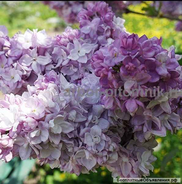 Саженцы сирени из питомника, каталог с сортами в интернет магазине