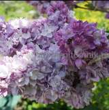 Саженцы сирени из питомника, каталог с сортами в интернет магазине