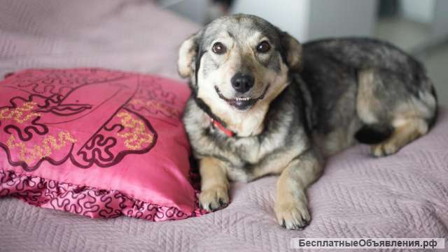 Смешная и невероятно обаятельная Булочка в добрые руки. Москва и МО
