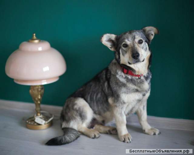 Смешная и невероятно обаятельная Булочка в добрые руки. Москва и МО