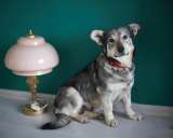 Смешная и невероятно обаятельная Булочка в добрые руки. Москва и МО