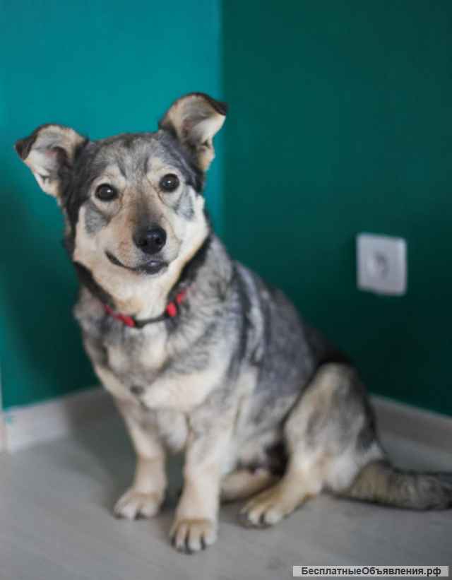 Смешная и невероятно обаятельная Булочка в добрые руки. Москва и МО