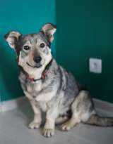 Смешная и невероятно обаятельная Булочка в добрые руки. Москва и МО