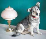 Смешная и невероятно обаятельная Булочка в добрые руки. Москва и МО