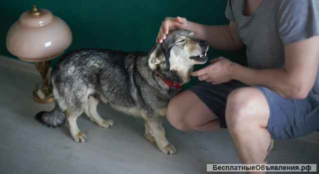 Смешная и невероятно обаятельная Булочка в добрые руки. Москва и МО