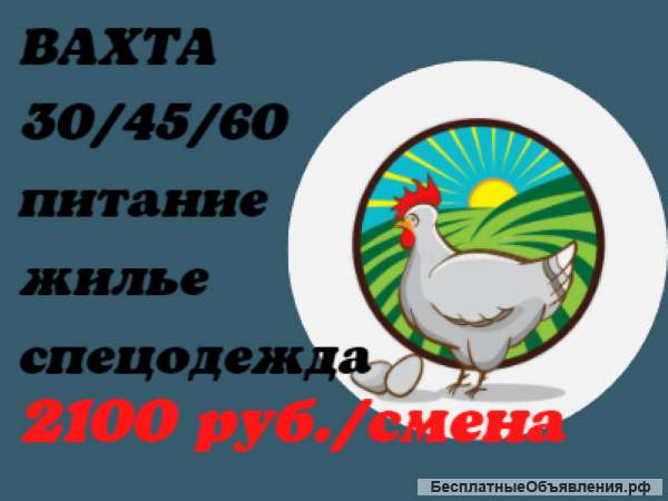 Рабочие на птицефабрику (убой) жилье, питание