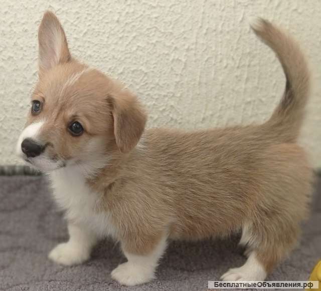Щенки вельш-корги пемброк