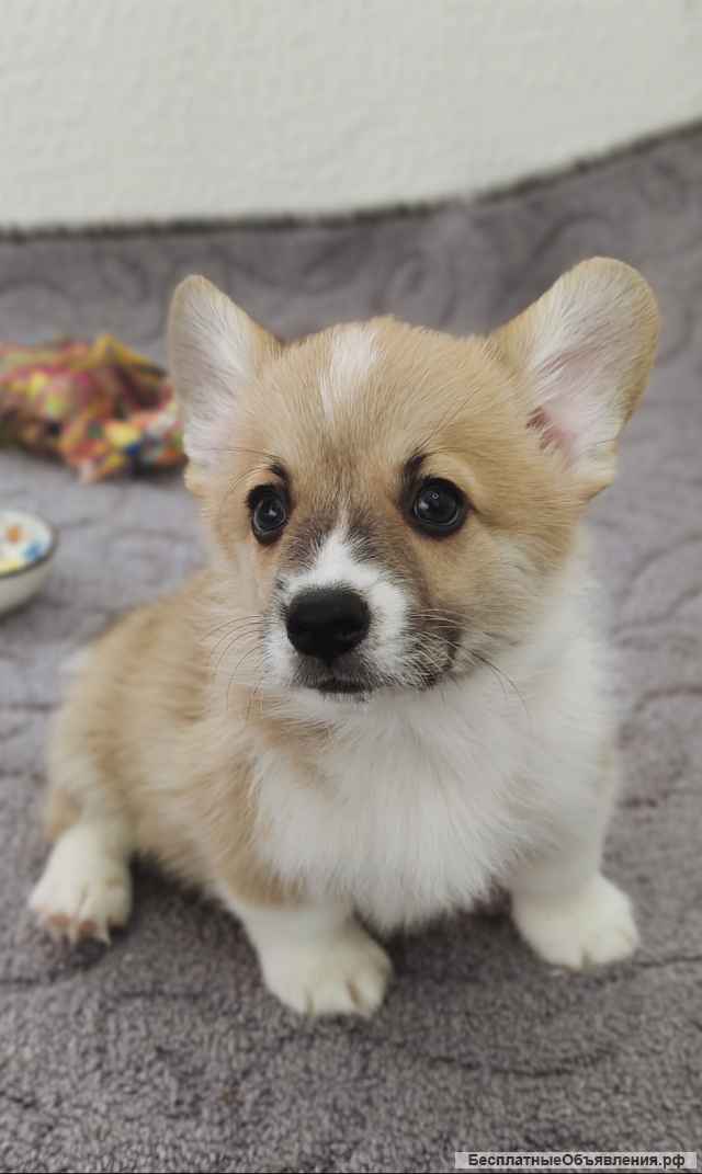 Щенки вельш-корги пемброк