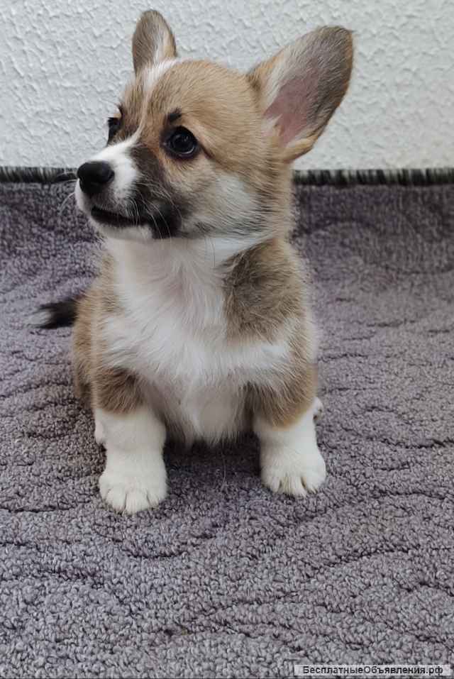 Щенки вельш-корги пемброк