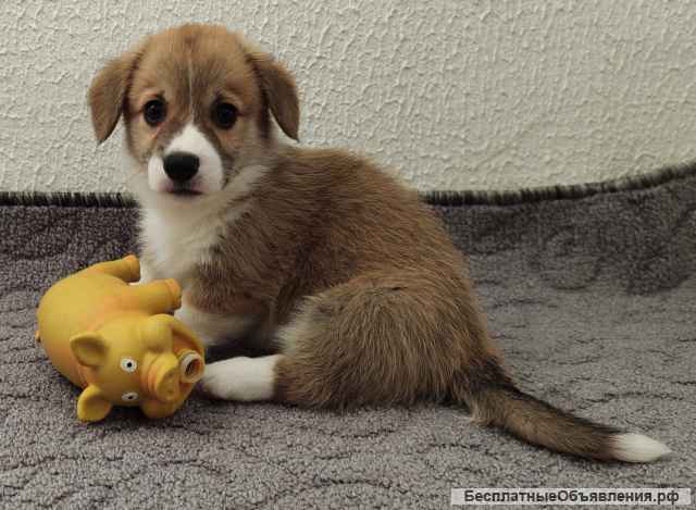 Щенки вельш-корги пемброк