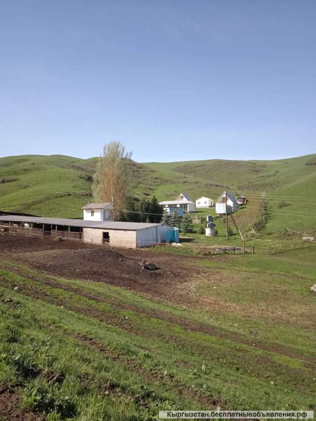 Кумызолечение