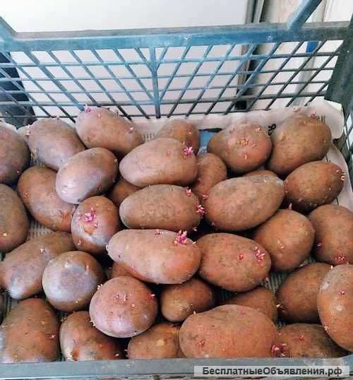 Семенной картофель