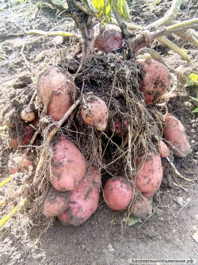 Семенной картофель