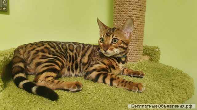 Бенгальские котята от титулованных производителей