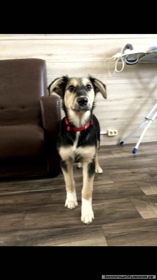 Щенок Лиза. 7 месяцев. Ласковая и контактная.