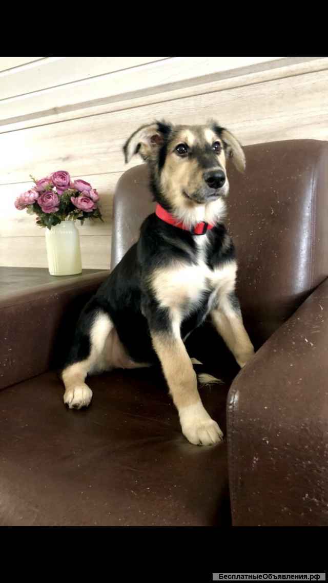 Щенок Лиза. 7 месяцев. Ласковая и контактная.