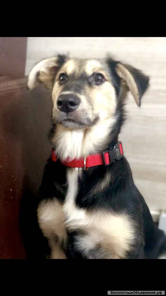 Щенок Лиза. 7 месяцев. Ласковая и контактная.