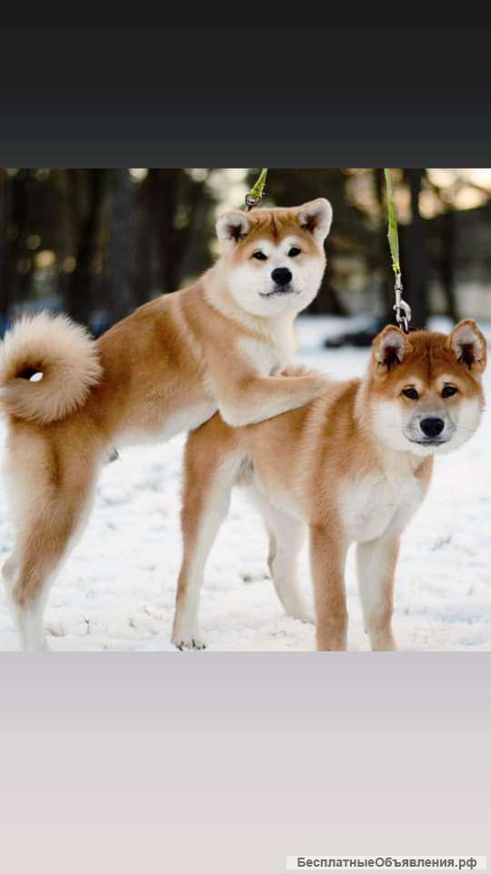 Щенки Акита ину