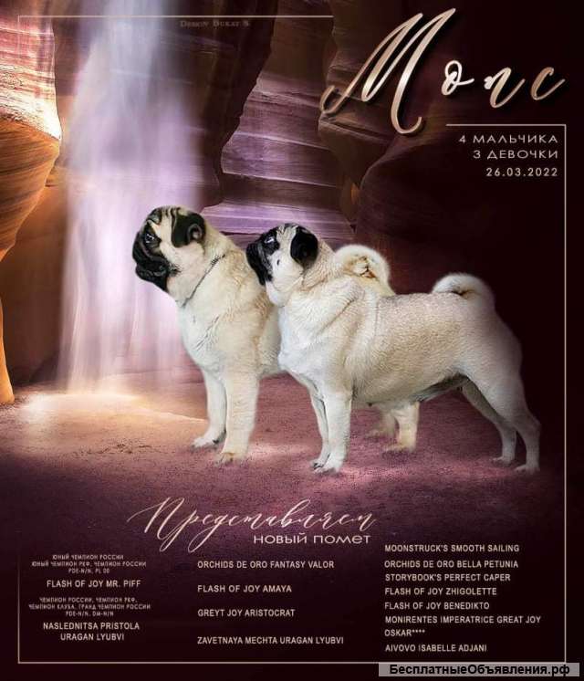 Щенки мопса