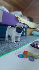 Щенки мопса