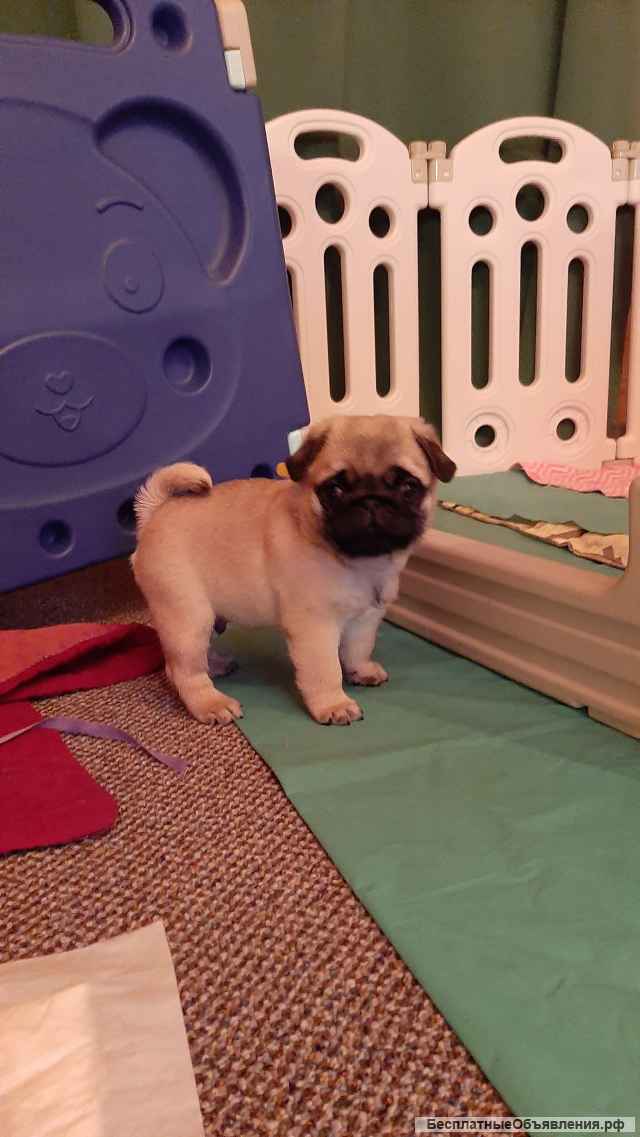 Щенки мопса