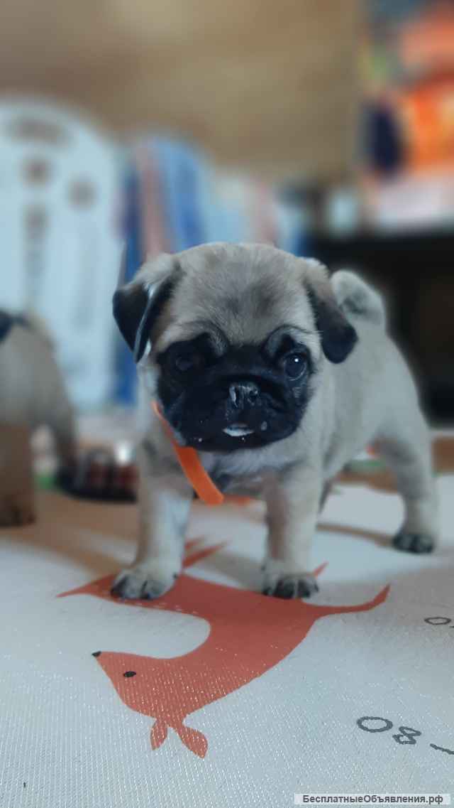 Щенки мопса