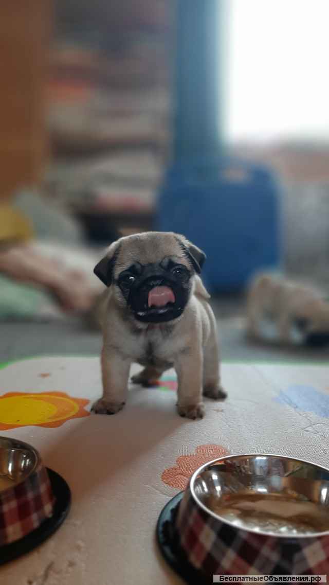 Щенки мопса