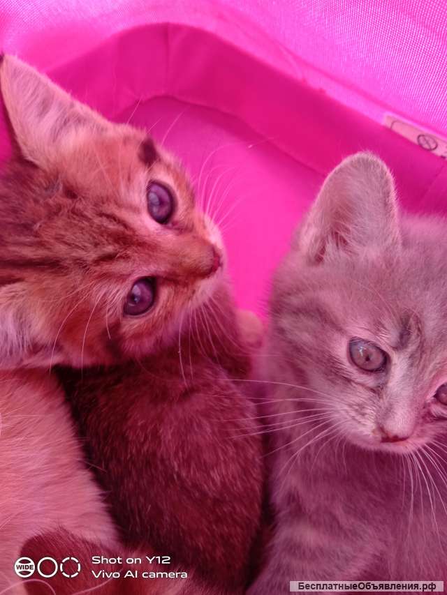 Котята в добрые руки