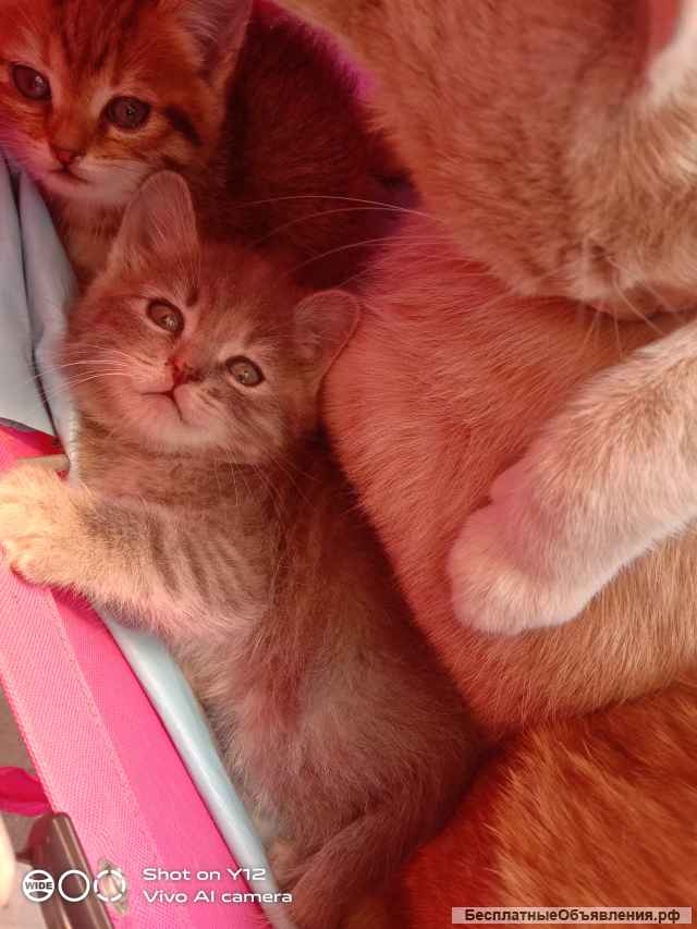 Котята в добрые руки