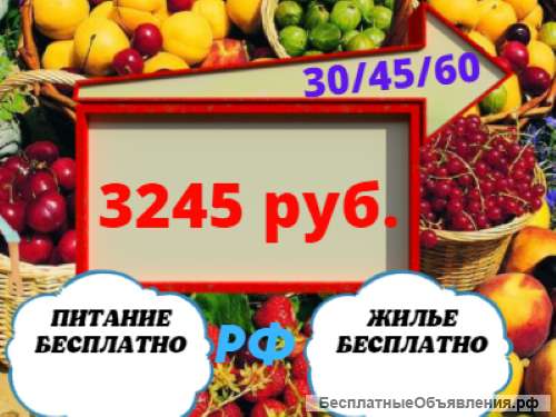 Сборщики клубники М/Ж жилье +питание