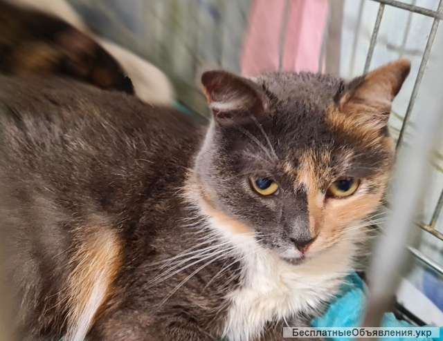 Екзотична красуня - кицюня Соната, киця 2 роки | кошечка, кошка