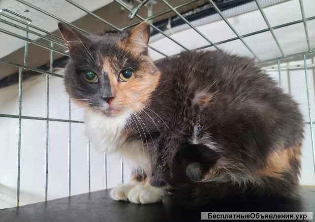 Екзотична красуня - кицюня Соната, киця 2 роки | кошечка, кошка