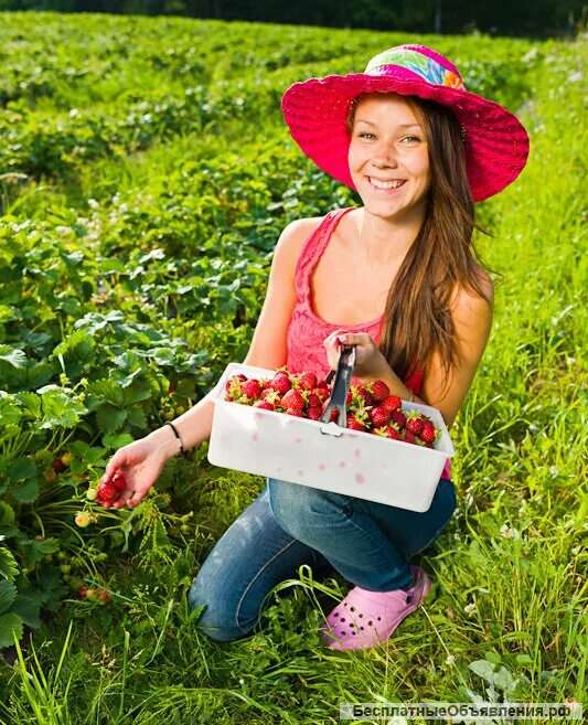 Сборщик ягод