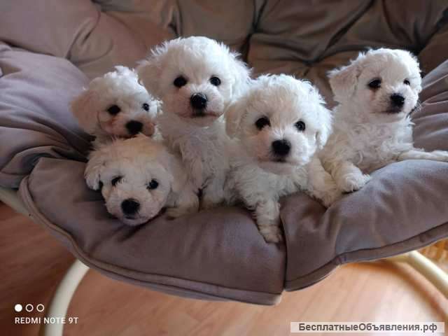 Бишон а пойл фриз, щенки