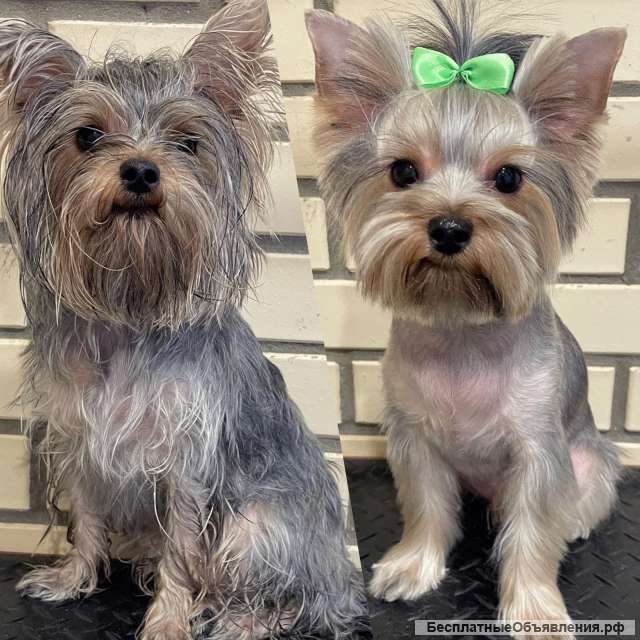 Груминг. Стрижка собак