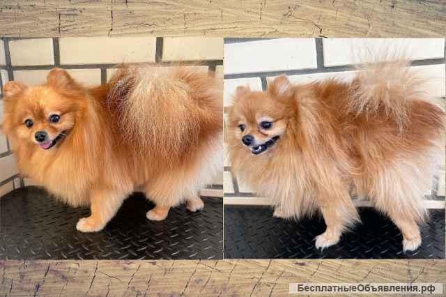 Груминг. Стрижка собак