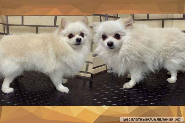 Груминг. Стрижка собак