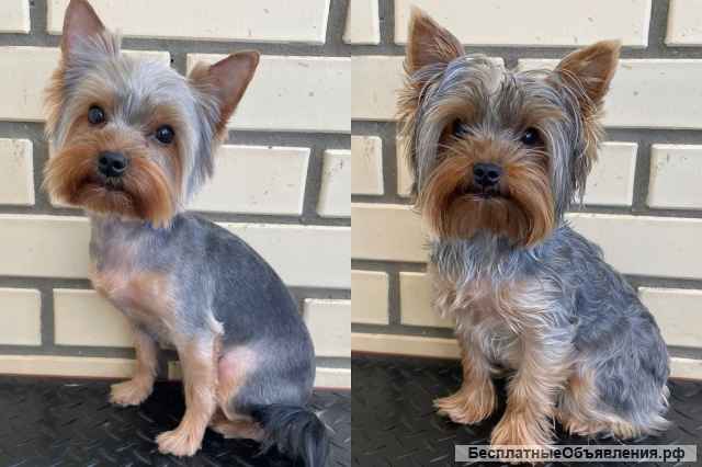 Груминг. Стрижка собак