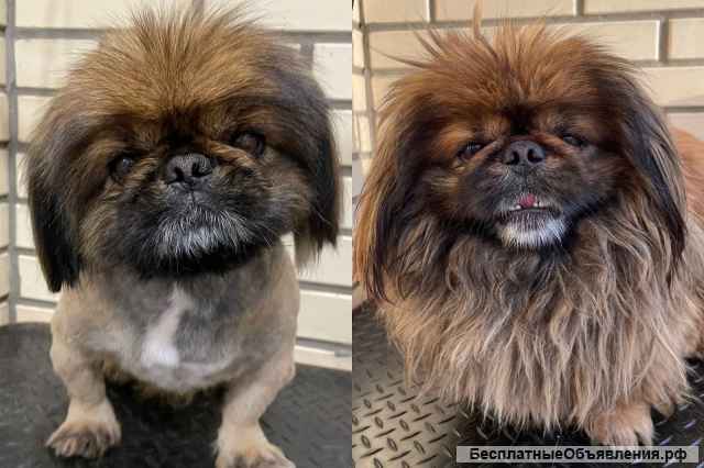 Груминг. Стрижка собак