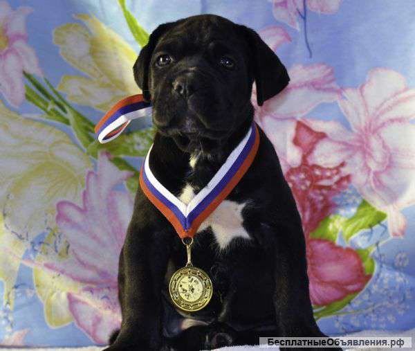 Щенки кане корсо