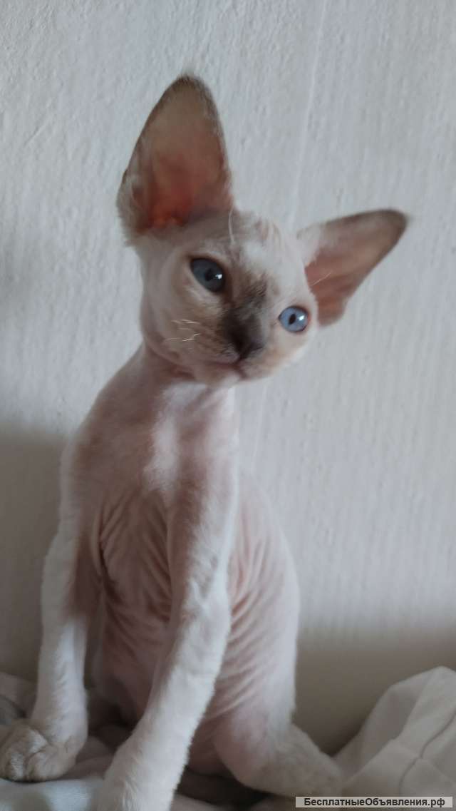 Котенок девон-рекс