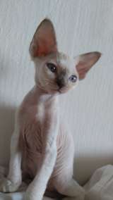 Котенок девон-рекс