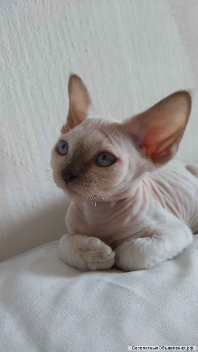 Котенок девон-рекс