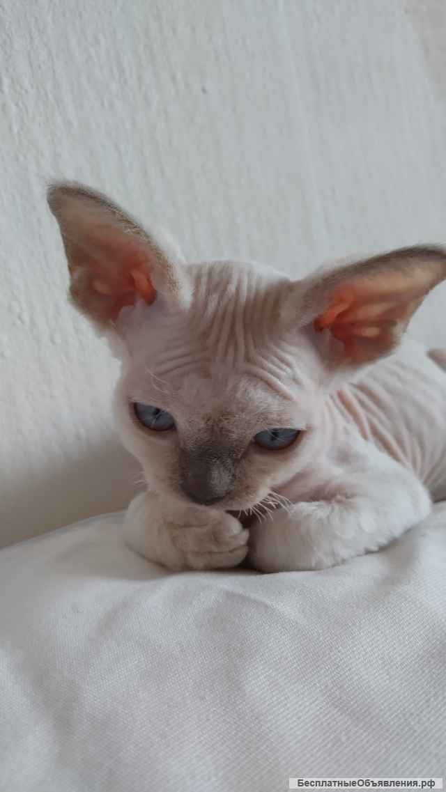 Котенок девон-рекс