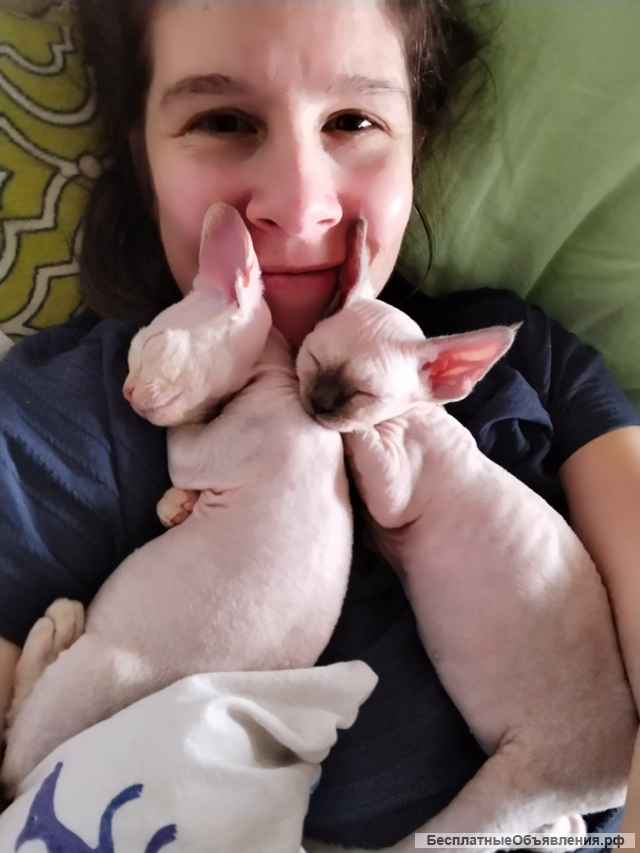 Котенок девон-рекс