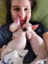 Котенок девон-рекс